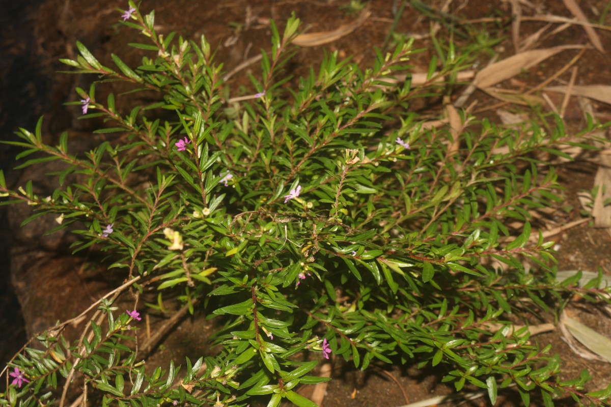 Cuphea hyssopifolia Kunth